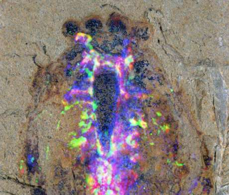 Os cientistas utilizaram diversos exames por imagem no fóssil. Eles mostra, em azul, cobre, em magenta, ferro, e, em verde, uma tomografia computadorizada. Os locais onde a tomografia e o ferro coincidiam indicam a presença do sistema nervoso, dizem os pesquisadores Os cientistas utilizaram diversos exames por imagem no fóssil. Eles mostra, em azul, cobre, em magenta, ferro, e, em verde, uma tomografia computadorizada. Os locais onde a tomografia e o ferro coincidiam indicam a presença do sistema nervoso, dizem os pesquisadores