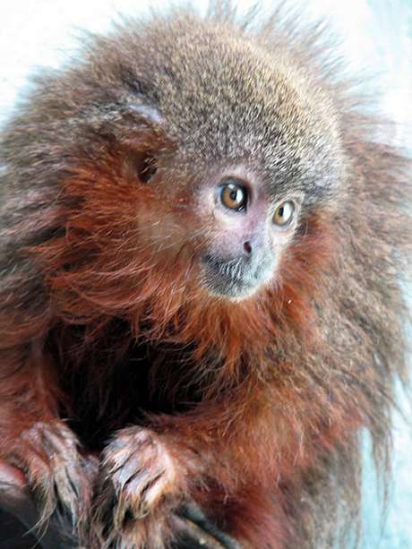 O zogue-zogue Caqueta titi é uma das 20 espécies existentes desse tipo de macaco que vive na Amazônia O zogue-zogue Caqueta titi é uma das 20 espécies existentes desse tipo de macaco que vive na Amazônia