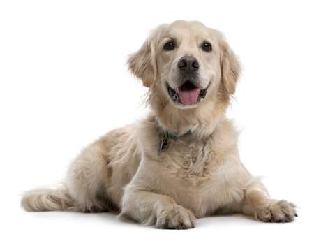 O Viagra controla a hipertensão pulmonar em seres humanos, cães e gatos <p>O Viagra controla a hipertensão pulmonar em seres humanos, cães e gatos</p>