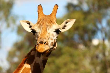 Desafio pede que quem erre a resposta da charada troque sua foto pela imagem de uma girafa Desafio pede que quem erre a resposta da charada troque sua foto pela imagem de uma girafa