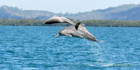 Os cientistas conseguiram identificar uma nova espécie de golfinho-corcunda que é encontrada frequentemente nas águas do norte da Austrália Os cientistas conseguiram identificar uma nova espécie de golfinho-corcunda que é encontrada frequentemente nas águas do norte da Austrália