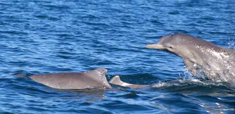 Eles fizeram análises de DNA para confirmar as suspeitas Eles fizeram análises de DNA para confirmar as suspeitas
