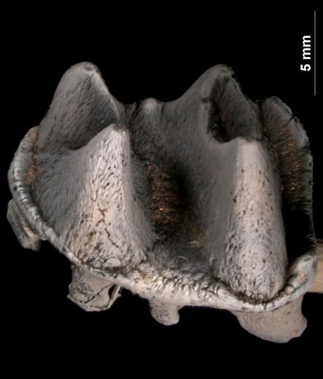 Molar do ornitorrinco gigante foi escavado na Austrália Molar do ornitorrinco gigante foi escavado na Austrália