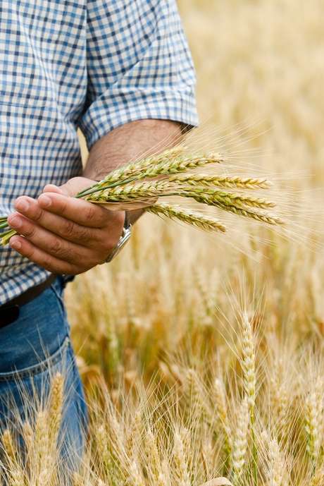 Neste ano, a safra do trigo no Rio Grande do Sul deve chegar a 2,6 milhões de toneladas. Excluído o percentual que será adquirido pela indústria gaúcha, restam 1,6 milhão para exportação Neste ano, a safra do trigo no Rio Grande do Sul deve chegar a 2,6 milhões de toneladas. Excluído o percentual que será adquirido pela indústria gaúcha, restam 1,6 milhão para exportação