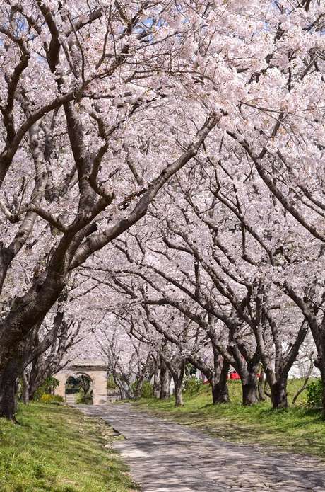 A época mais bonita para visitar o Japão é na primavera - nos meses de março a maio -, onde as famosas cerejeiras estão florescidas A época mais bonita para visitar o Japão é na primavera - nos meses de março a maio -, onde as famosas cerejeiras estão florescidas