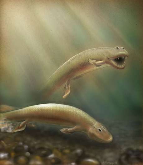 Tiktaalik roseae parecia um híbrido de crocodilo e peixe <i>Tiktaalik roseae</i> parecia um híbrido de crocodilo e peixe
