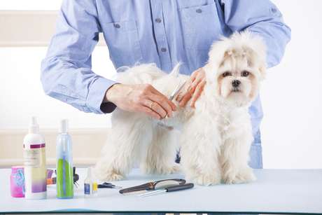 Prestar atenção aos pelos nas solas das patas do pets é importante para a higiene e mobilidade deles Prestar atenção aos pelos nas solas das patas do pets é importante para a higiene e mobilidade deles