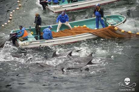 Pescadores japoneses caçam golfinhos em Taiji, na segunda-feira Pescadores japoneses caçam golfinhos em Taiji, na segunda-feira