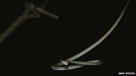 Cientistas estudaram como algumas espécies de cobra conseguem planar Cientistas estudaram como algumas espécies de cobra conseguem planar