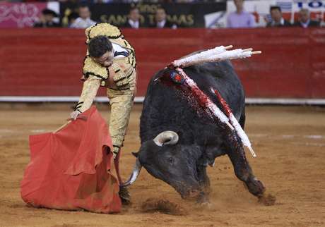 Uma pessoa ficou ferida durante tentativa de fuga do touro de quase uma tonelada Uma pessoa ficou ferida durante tentativa de fuga do touro de quase uma tonelada