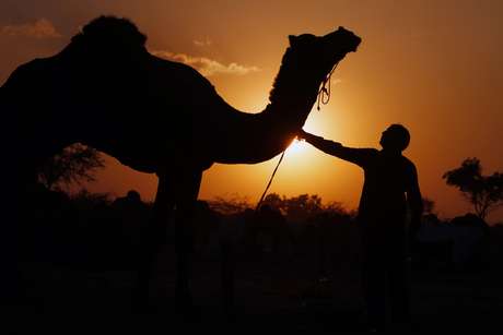Camelos não eram domesticados na época de Abraão e Bíblia está errada, aponta estudo Camelos não eram domesticados na época de Abraão e Bíblia está errada, aponta estudo