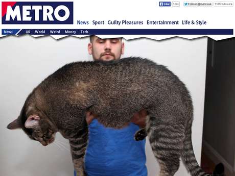 Ao olhar para Pickles, também chamado de Gatossauro Rex, muita gente se assusta: parece um animal selvagem, algum monstro. Mas, não, é só um gatinho de um metro Ao olhar para Pickles, também chamado de Gatossauro Rex, muita gente se assusta: parece um animal selvagem, algum monstro. Mas, não, é só um gatinho de um metro