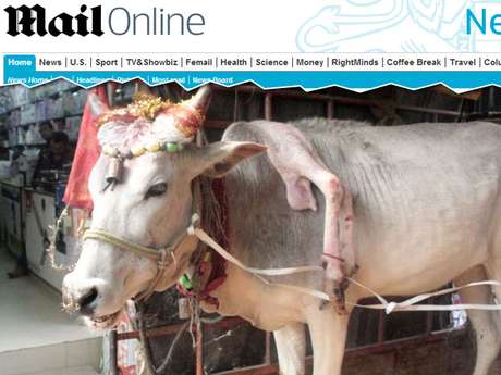Indianos acreditam que vaca de cinco pernas traz sorte Indianos acreditam que vaca de cinco pernas traz sorte