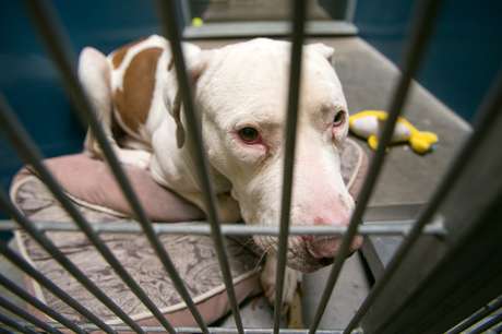 Mickey, pit bull que atacou criança de 4 anos, está em um centro de cuidados aos animais em Fênix e poderá sofrer eutanásia. Uma campanha no Facebook, que já tem mais de 40 mil adeptos, tenta salvar sua vida <p>Mickey, pit bull que atacou criança de 4 anos, está em um centro de cuidados aos animais em Fênix e poderá sofrer eutanásia. Uma campanha no Facebook, que já tem mais de 40 mil adeptos, tenta salvar sua vida</p>