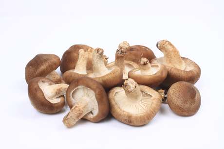 Pesquisadores acreditam que o cogumelo pode até ser substituído pela vacina Pesquisadores acreditam que o cogumelo pode até ser substituído pela vacina