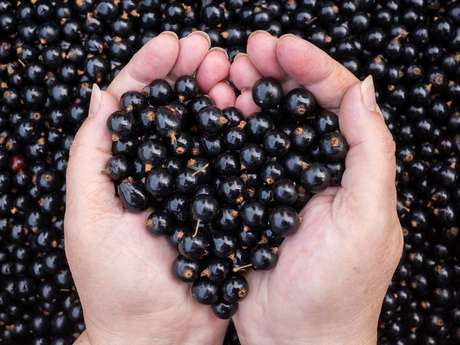 Também chamada de cassis, a groselha negra possui propriedades antioxidantes e anti-inflamatórias que fazem a diferença no espelho Também chamada de cassis, a groselha negra possui propriedades antioxidantes e anti-inflamatórias que fazem a diferença no espelho