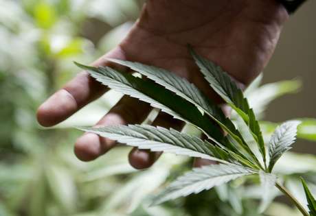 Embora os usuários queiram uma maconha forte e com o cheiro penetrante, eles prefeririam que não houvesse a dependência <p>Embora os usuários queiram uma maconha forte e com o cheiro penetrante, eles prefeririam que não houvesse a dependência</p>