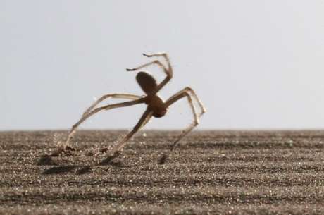 Aranha da espécie Cebrennus rechenbergi faz suas rotações em terrenos planos, declives e até mesmo em aclives <p>Aranha da espécie Cebrennus rechenbergi faz suas rotações em terrenos planos, declives e até mesmo em aclives</p>