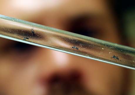 Vírus chikungunya pode ser transmitido pelo mosquito da dengue Vírus chikungunya pode ser transmitido pelo mosquito da dengue