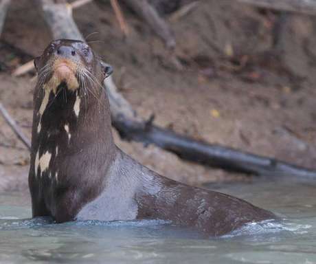 Trent explica que, se queremos preservar a biodiversidade, conhecer o comportamento das espécies é fundamental inclusive para que sejam respeitados em sua complexidade animal Trent explica que, se queremos preservar a biodiversidade, conhecer o comportamento das espécies é fundamental inclusive para que sejam respeitados em sua complexidade animal