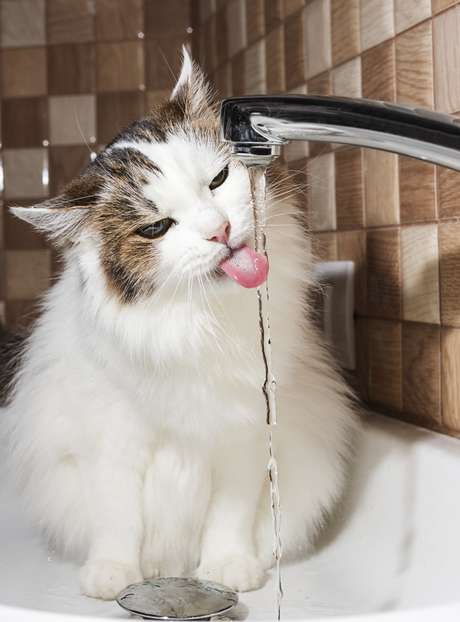 É preciso manter o gato sempre hidratado para evitar a SUF <p>É preciso manter o gato sempre hidratado para evitar a SUF</p>