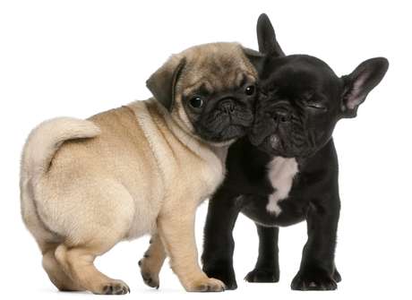 A braquicefalia é característica de raças como pug e o buldogue francês <p>A braquicefalia é característica de raças como pug e o buldogue francês</p>
