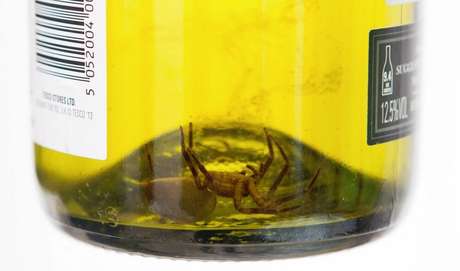 A aranha de 5 centímetros foi encontrada pela sobrinha do comprador durante uma festa de aniversário <p>A aranha de 5 centímetros foi encontrada pela sobrinha do comprador durante uma festa de aniversário</p>