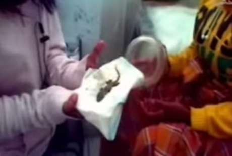 Um lagarto teria nascido no lugar de um bebê na Indonésia <p>Um lagarto teria nascido no lugar de um bebê na Indonésia</p>