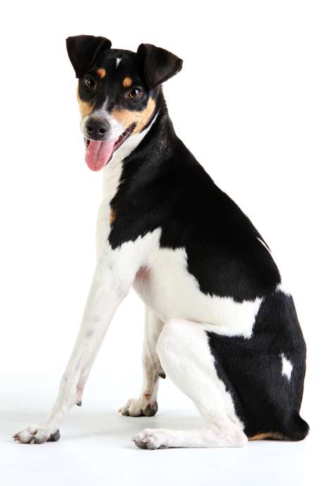 Terrier brasileiro <p>Terrier brasileiro</p>