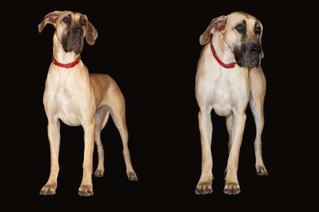 Fila brasileiro <p>Fila brasileiro</p>