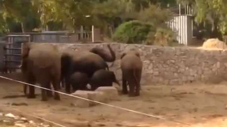 Os animais fizeram um círculo na tentativa de proteger os mais novos <p>Os animais fizeram um círculo na tentativa de proteger os mais novos</p>