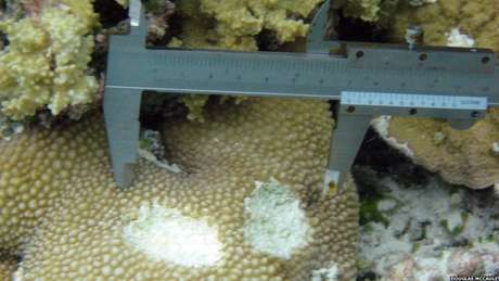 O detalhe mostra a mordida de um peixe-papagaio gigante sobre um coral <p>O detalhe mostra a mordida de um peixe-papagaio gigante sobre um coral</p><p> </p>