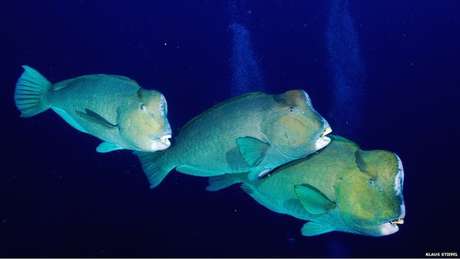 Os peixes-papagaio gigantes se alimentam rotineiramente de corais vivos no Pacífico <p>Os peixes-papagaio gigantes se alimentam rotineiramente de corais vivos no Pacífico</p><p> </p>