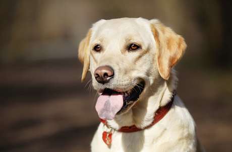 Labrador retriever <p>Labrador retriever </p>
