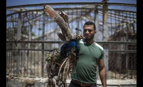 Funcionários do zoológico mostra pavão morto em meio aos ataques israelenses em Gaza Funcionários do zoológico mostra pavão morto em meio aos ataques israelenses em Gaza