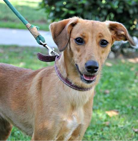 Mirtilla é uma das cachorrinhas disponíveis para adoção no aplicativo da cidade <p>Mirtilla é uma das cachorrinhas disponíveis para adoção no aplicativo da cidade</p>
