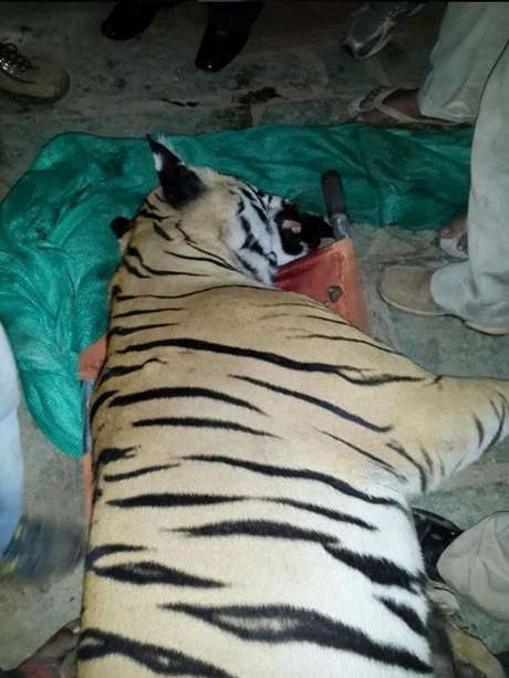 O animal foi sacrificado após ter matado sete pessoas na Índia O animal foi sacrificado após ter matado sete pessoas na Índia