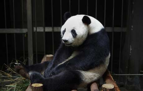 A panda Ain Hin fingiu a gravidez para receber cuidados extras, dedicados aos animais neste período A panda Ain Hin fingiu a gravidez para receber cuidados extras, dedicados aos animais neste período