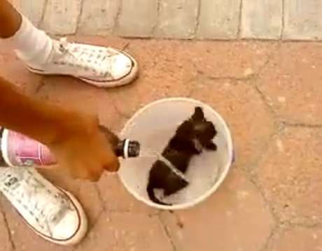 Antes de incendiar o gato, os dois jovens molharam o animal com gasolina <p>Antes de incendiar o gato, os dois jovens molharam o animal com gasolina</p>