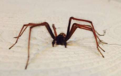 Hanlie e a família têm que checar sempre as roupas, as toalhas e os lençóis de cama por causa das aranhas <p>Hanlie e a família têm que checar sempre as roupas, as toalhas e os lençóis de cama por causa das aranhas</p>
