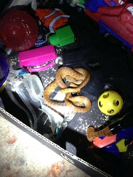 Outra cobra foi aprrendida após ser localizada dentro de uma caixa de brinquedos em agosto <p>Outra cobra foi aprrendida após ser localizada dentro de uma caixa de brinquedos em agosto</p>
