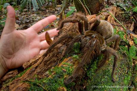 A aranha-golias chega a ter mais de 30 centímetros e tem comportamento violento A aranha-golias chega a ter mais de 30 centímetros e tem comportamento violento