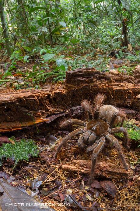 O cientista encontrou a aranha em floresta na Guiana O cientista encontrou a aranha em floresta na Guiana