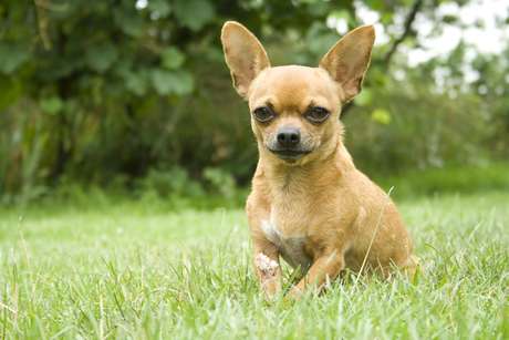 Chihuahua 