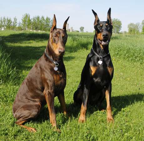 Doberman 