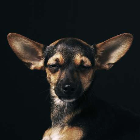 Pinscher