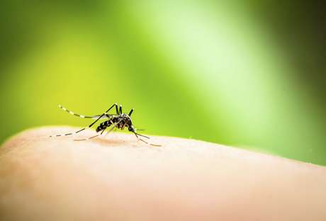 Assim como a dengue, o chikungunya também é transmitido por um inseto <p>Assim como a dengue, o chikungunya também é transmitido por um inseto</p>
