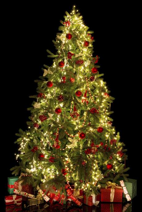 el 8 de diciembre se debe poner el 225 rbol de navidad el 8 de diciembre se debe poner el 225 rbol de navidad