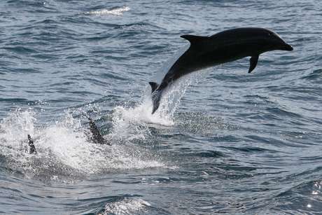 Golfinhos podem morrer de hipotermia e fome se não comem o suficiente e queimam muita gordura Golfinhos podem morrer de hipotermia e fome se não comem o suficiente e queimam muita gordura