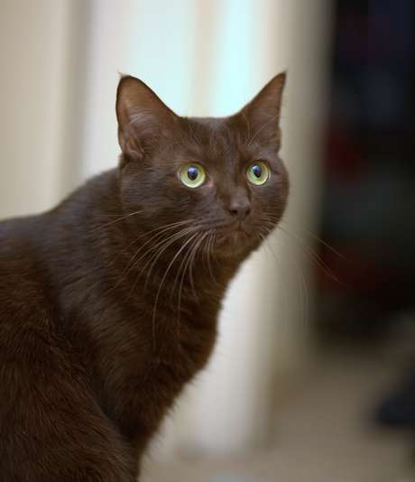 Os gatos são os hospedeiros favoritos do Toxoplasma gondii <p>Os gatos são os hospedeiros favoritos do <em>Toxoplasma gondii</em></p>